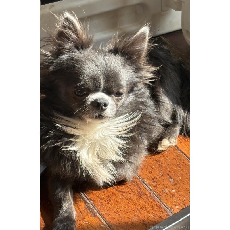 販売中の山口県のチワワ(ロングコート)-370035の2枚目