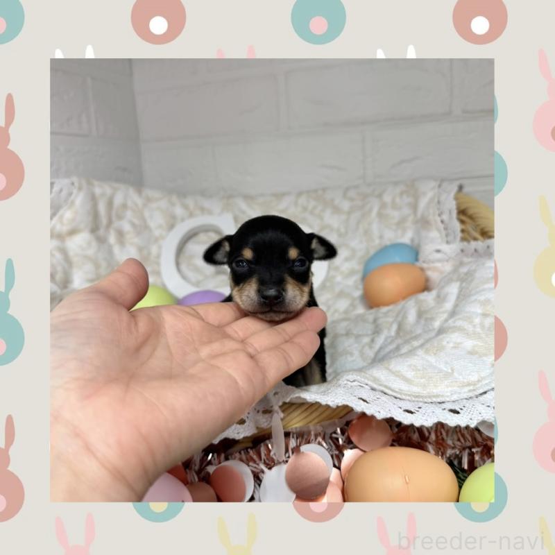 販売中の愛知県のミックス犬-440836