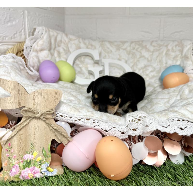 販売中の愛知県のミックス犬-440836の4枚目