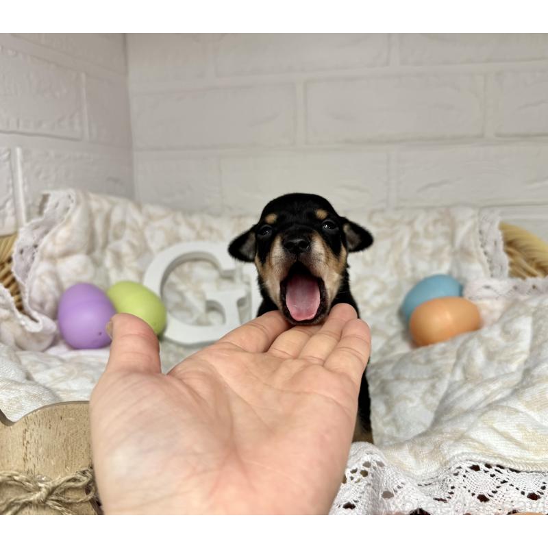 販売中の愛知県のミックス犬-440836の3枚目