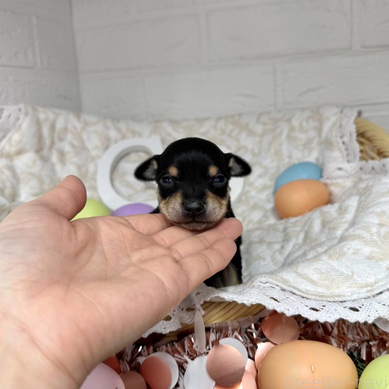 販売中の愛知県のミックス犬-440836の2枚目