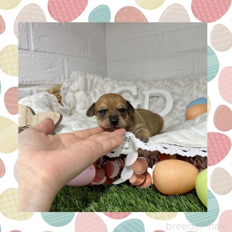 販売中の愛知県のミックス犬-440837