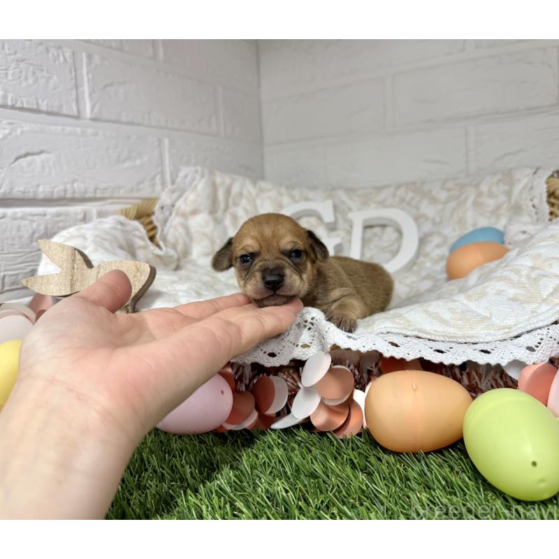 販売中の愛知県のミックス犬-440837の21枚目