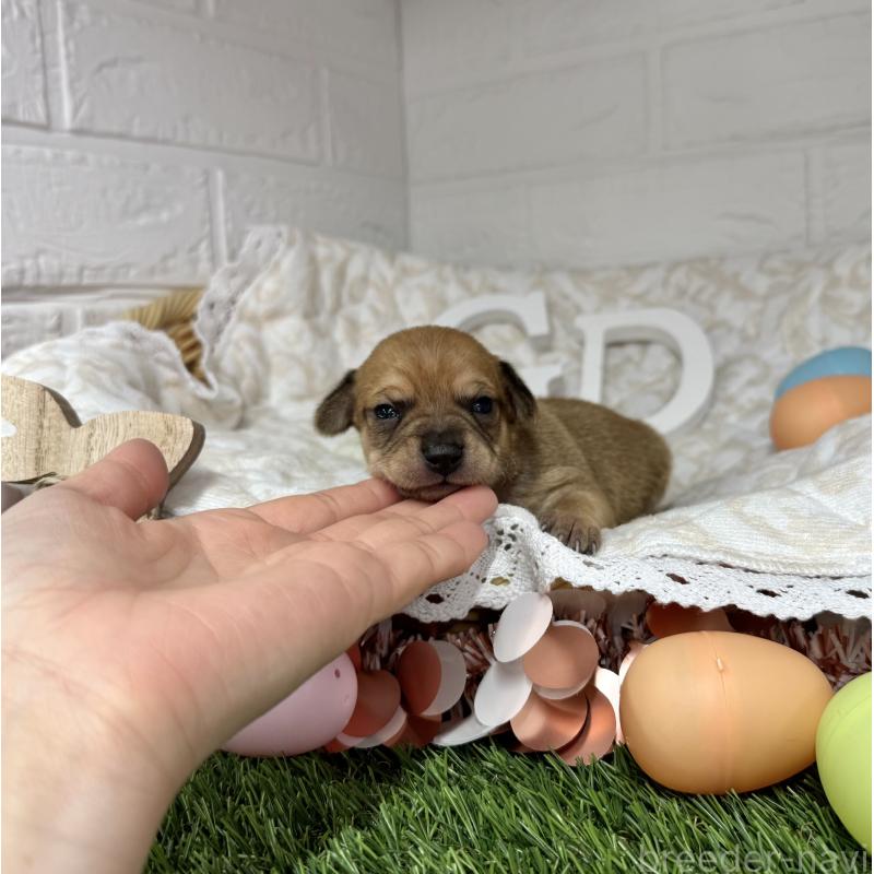 販売中の愛知県のミックス犬-440837の20枚目