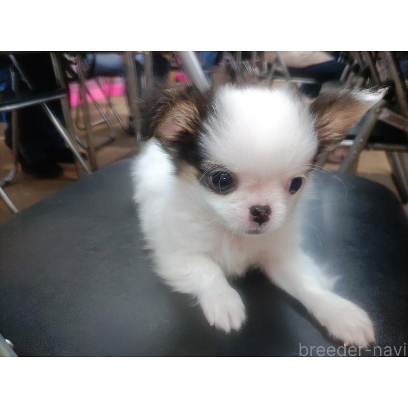 販売中の大阪府のチワワ(ロングコート)-443762の4枚目