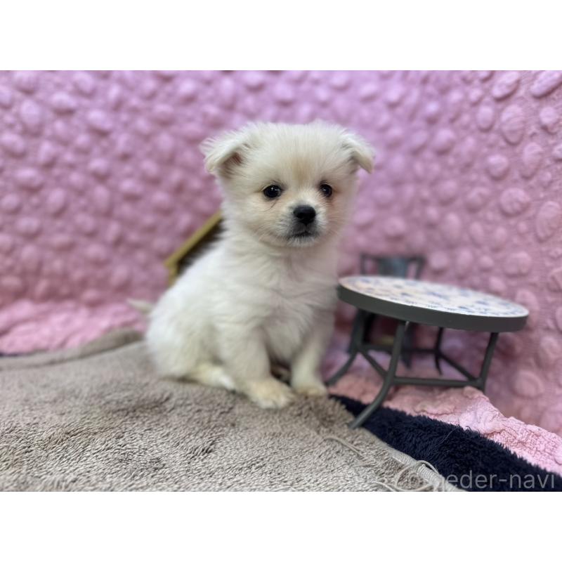 販売中の茨城県のポメラニアン-443761の10枚目