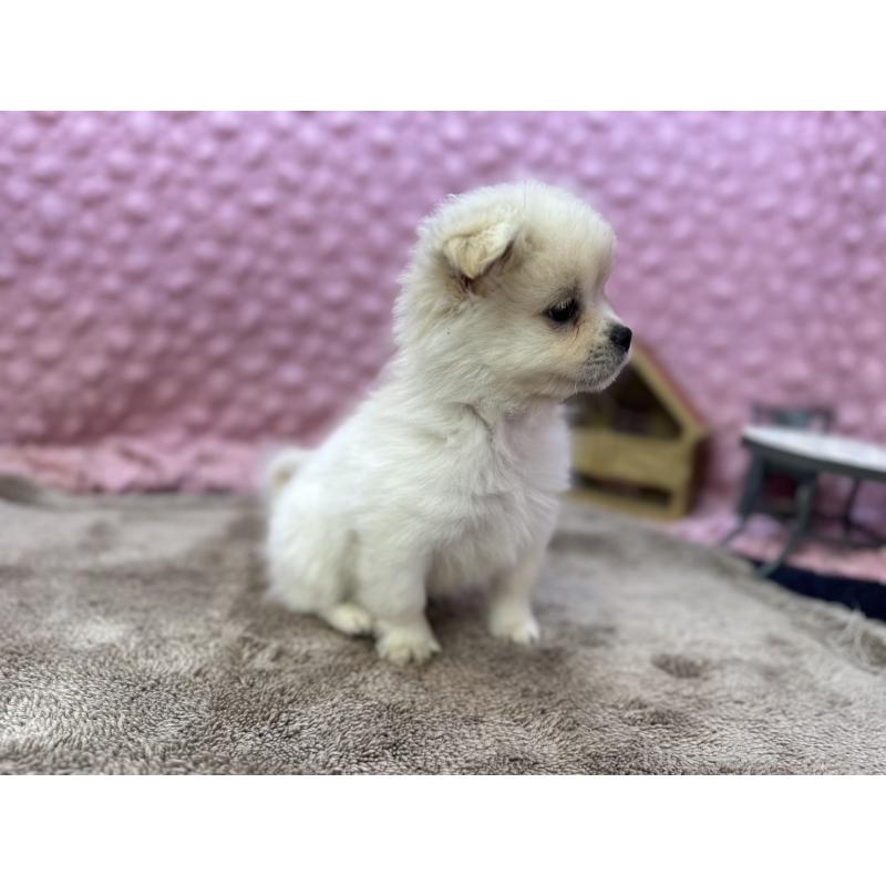 販売中の茨城県のポメラニアン-443761の11枚目