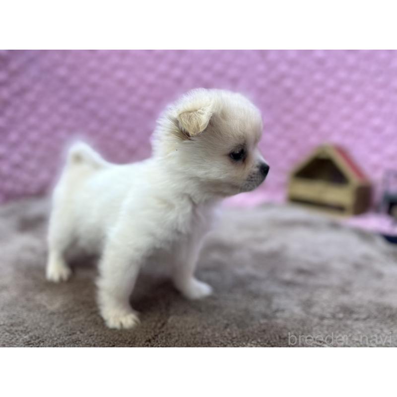 販売中の茨城県のポメラニアン-443761の9枚目