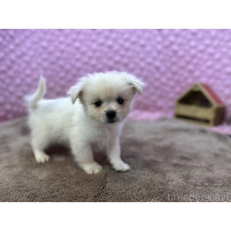 販売中の茨城県のポメラニアン-443761の8枚目