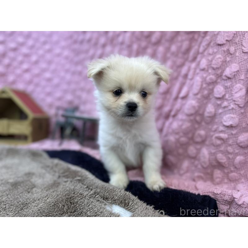 販売中の茨城県のポメラニアン-443761の7枚目