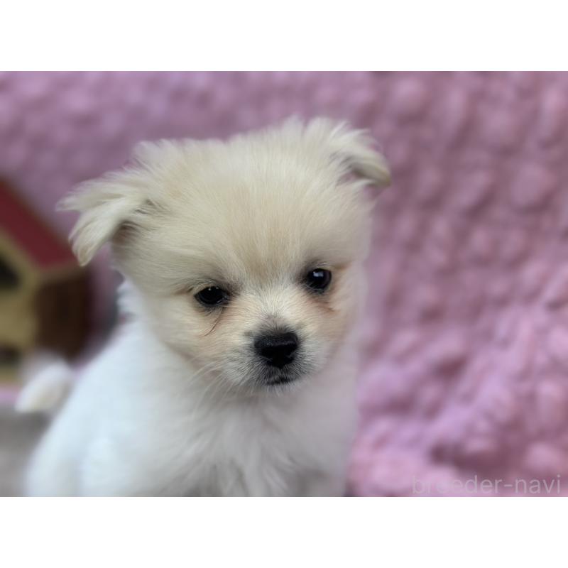 販売中の茨城県のポメラニアン-443761の6枚目