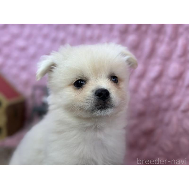 販売中の茨城県のポメラニアン-443761の5枚目