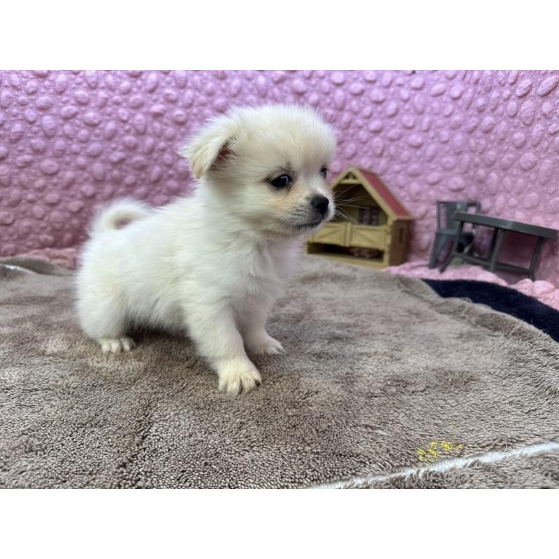 販売中の茨城県のポメラニアン-443761の4枚目