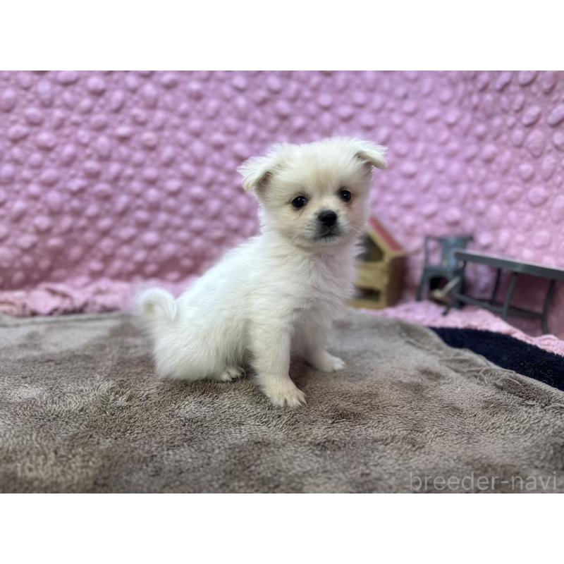 販売中の茨城県のポメラニアン-443761の3枚目