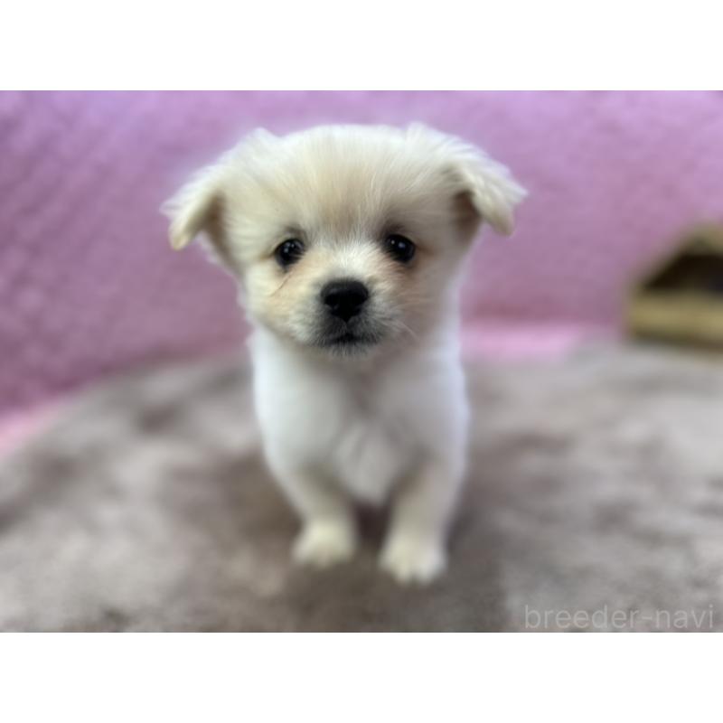 販売中の茨城県のポメラニアン-443761の2枚目