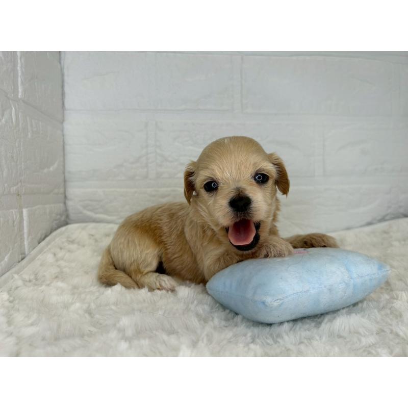 販売中の茨城県のチワプー:チワワ×トイプードル-443763の6枚目