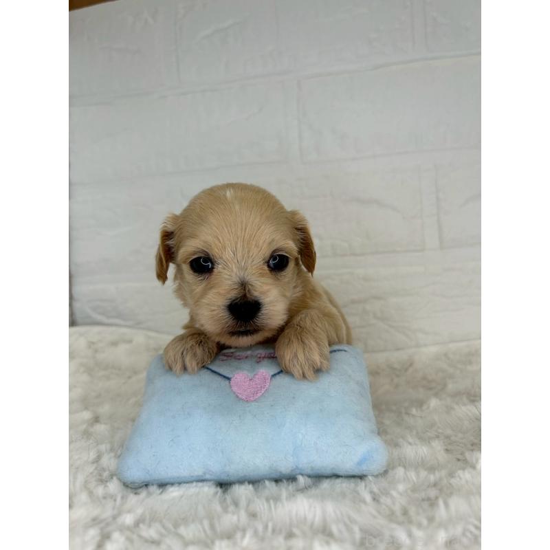 販売中の茨城県のチワプー:チワワ×トイプードル-443763の5枚目