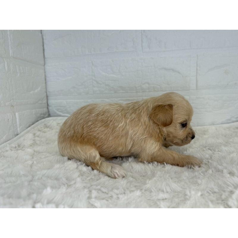 販売中の茨城県のチワプー:チワワ×トイプードル-443763の3枚目