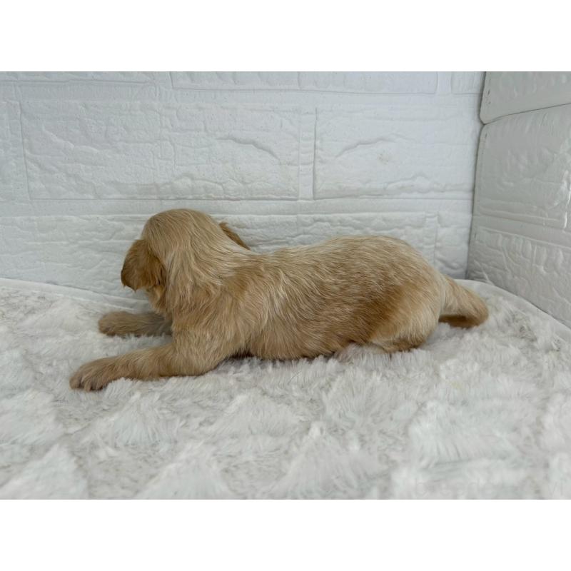 販売中の茨城県のチワプー:チワワ×トイプードル-443763の2枚目