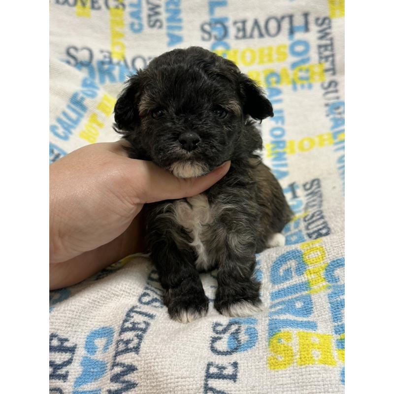 販売中の岡山県のマルプー:マルチーズ×トイプードル-443764の8枚目