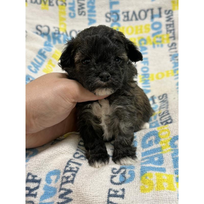 販売中の岡山県のマルプー:マルチーズ×トイプードル-443764の7枚目