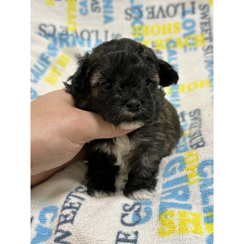 販売中の岡山県のマルプー:マルチーズ×トイプードル-443764の5枚目