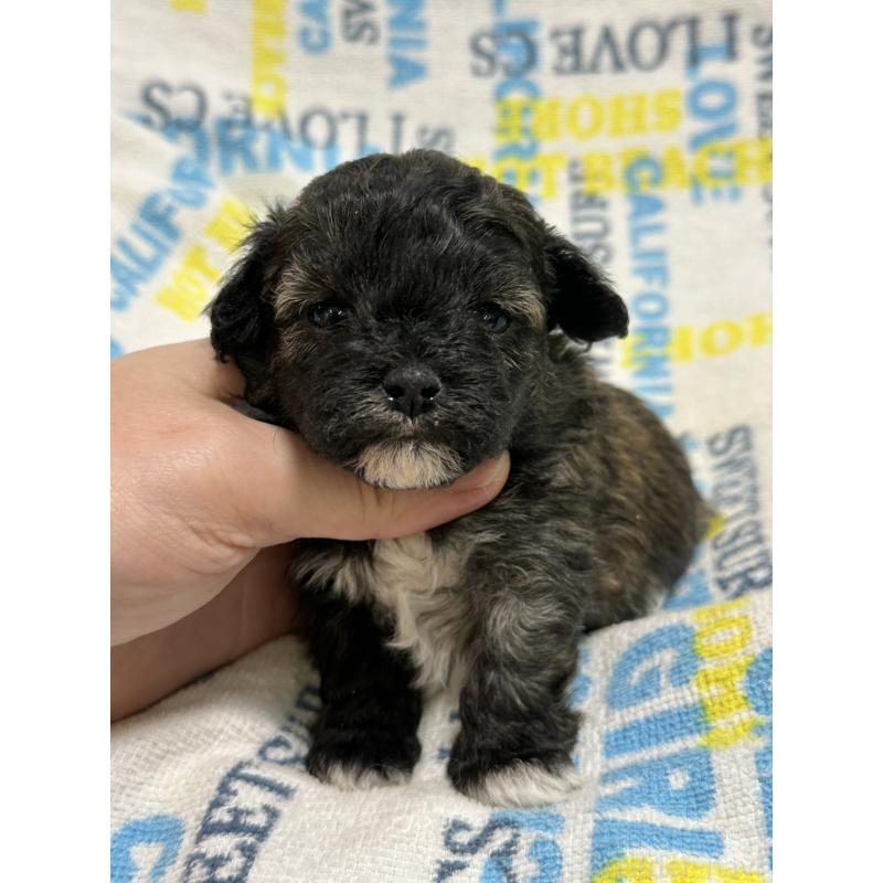 販売中の岡山県のマルプー:マルチーズ×トイプードル-443764