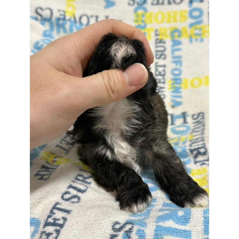 販売中の岡山県のマルプー:マルチーズ×トイプードル-443764の4枚目