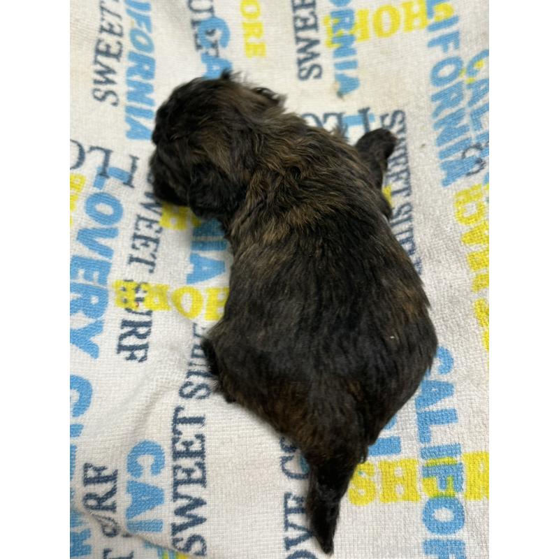 販売中の岡山県のマルプー:マルチーズ×トイプードル-443764の2枚目