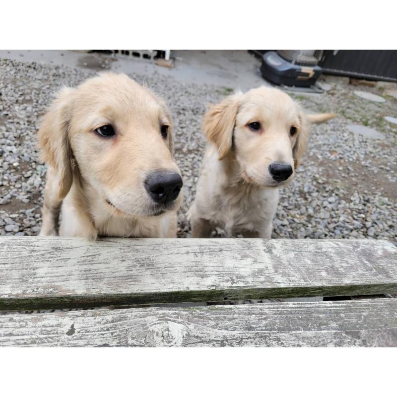 販売中の三重県のゴールデンレトリーバー-431200の4枚目