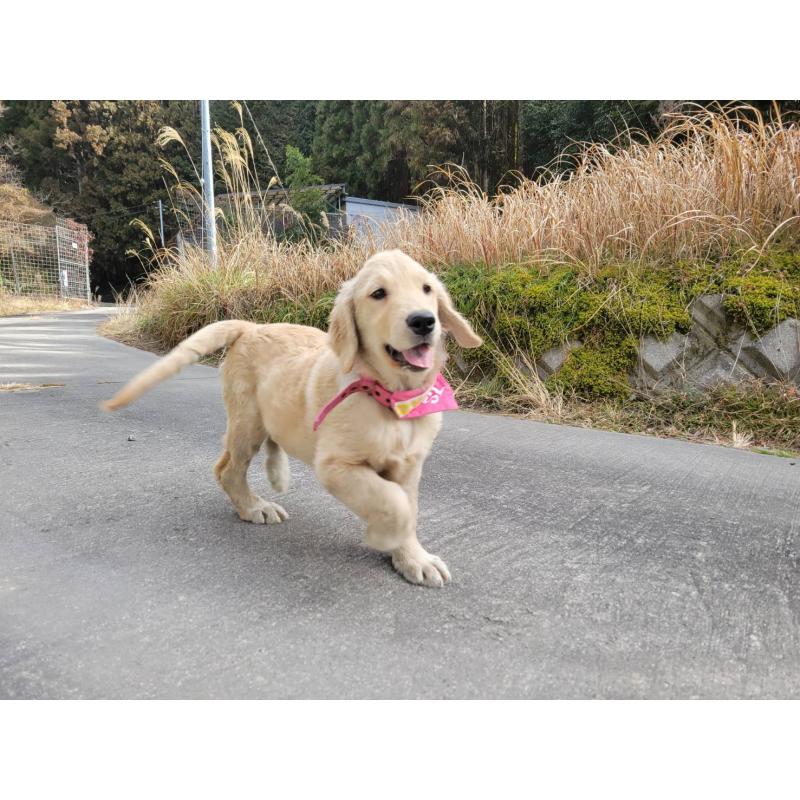 販売中の三重県のゴールデンレトリーバー-431190の5枚目