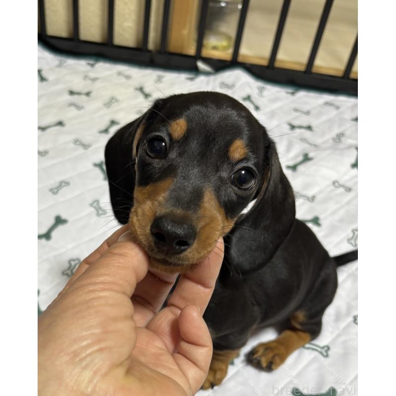 販売中の茨城県のミニチュアダックスフンド(スムースヘアード)-440537の4枚目