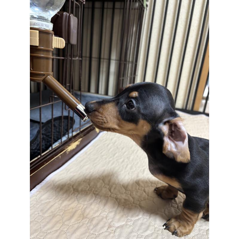 販売中の茨城県のミニチュアダックスフンド(スムースヘアード)-440540の3枚目