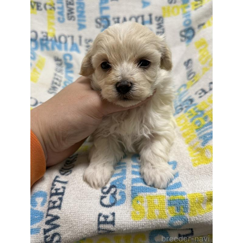 販売中の岡山県のマルプー:マルチーズ×トイプードル-443765の9枚目