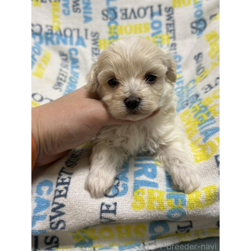 販売中の岡山県のマルプー:マルチーズ×トイプードル-443765の7枚目