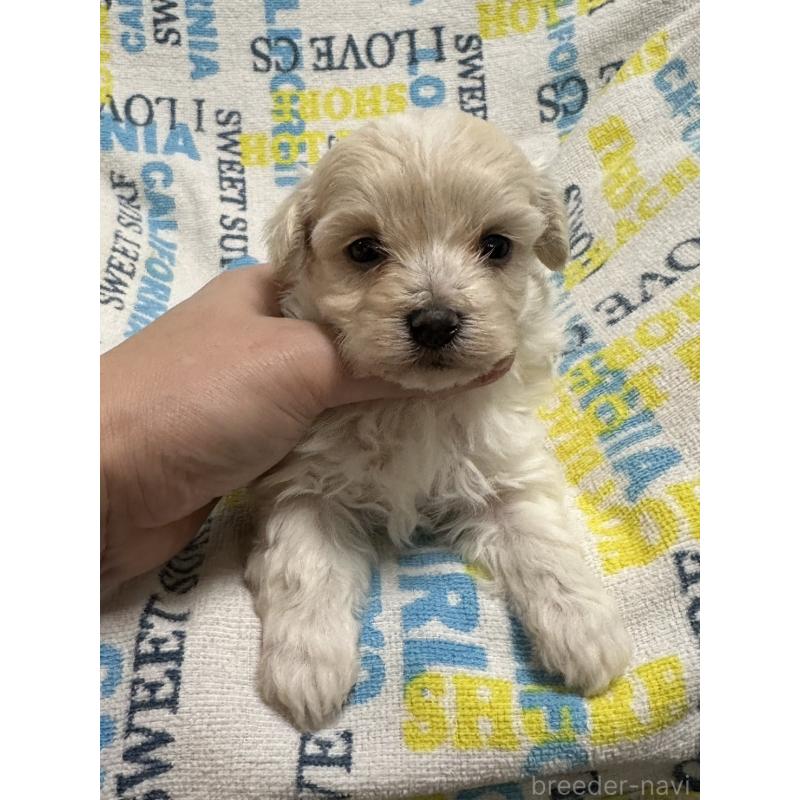 販売中の岡山県のマルプー:マルチーズ×トイプードル-443765の6枚目