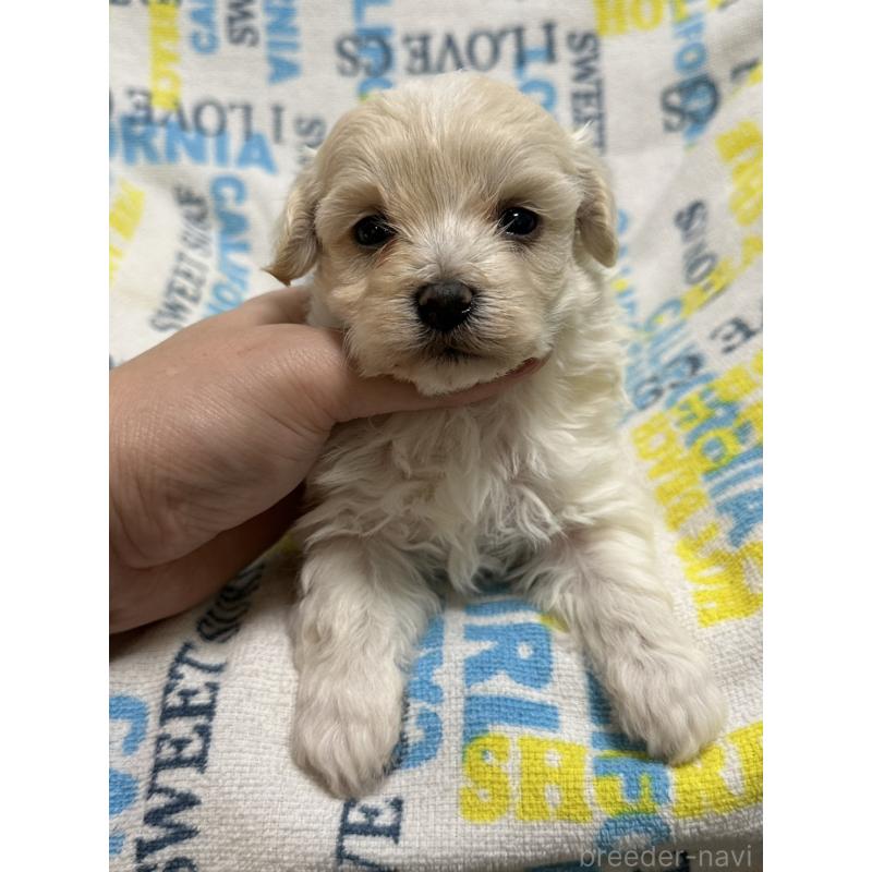 販売中の岡山県のマルプー:マルチーズ×トイプードル-443765の1枚目