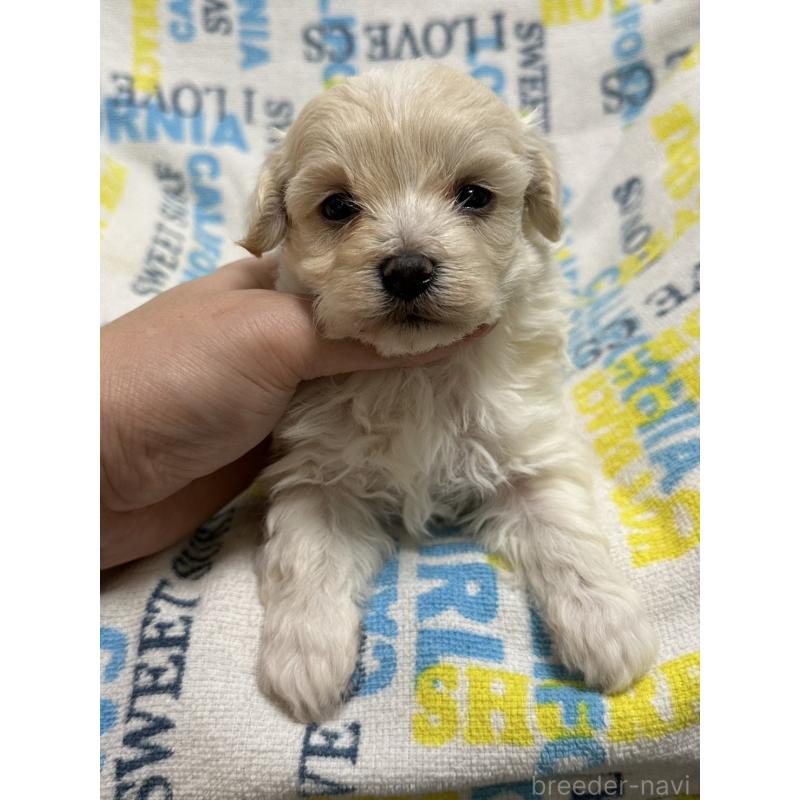 販売中の岡山県のマルプー:マルチーズ×トイプードル-443765の5枚目