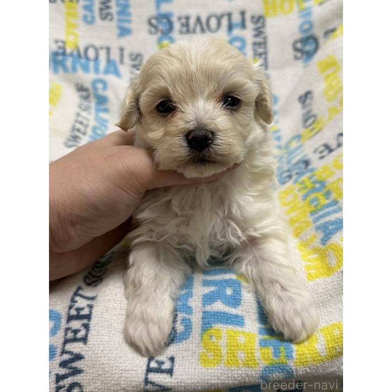 販売中の岡山県のマルプー:マルチーズ×トイプードル-443765の4枚目