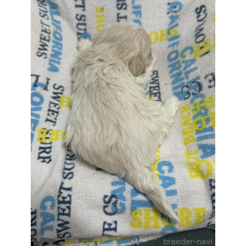 販売中の岡山県のマルプー:マルチーズ×トイプードル-443765の2枚目