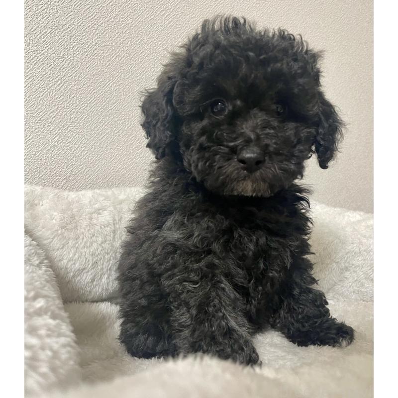 販売中の長崎県のトイプードル-437681の2枚目