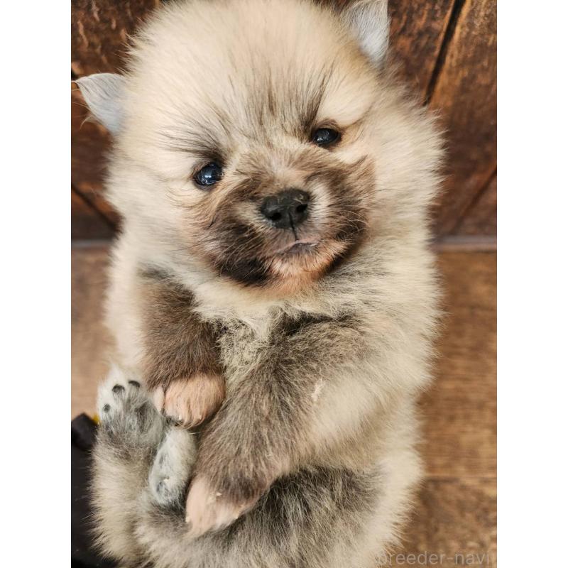 販売中の大阪府のポメラニアン-443768の11枚目