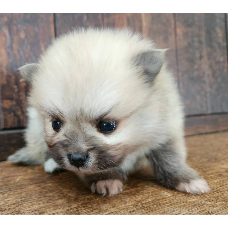 販売中の大阪府のポメラニアン-443768の10枚目