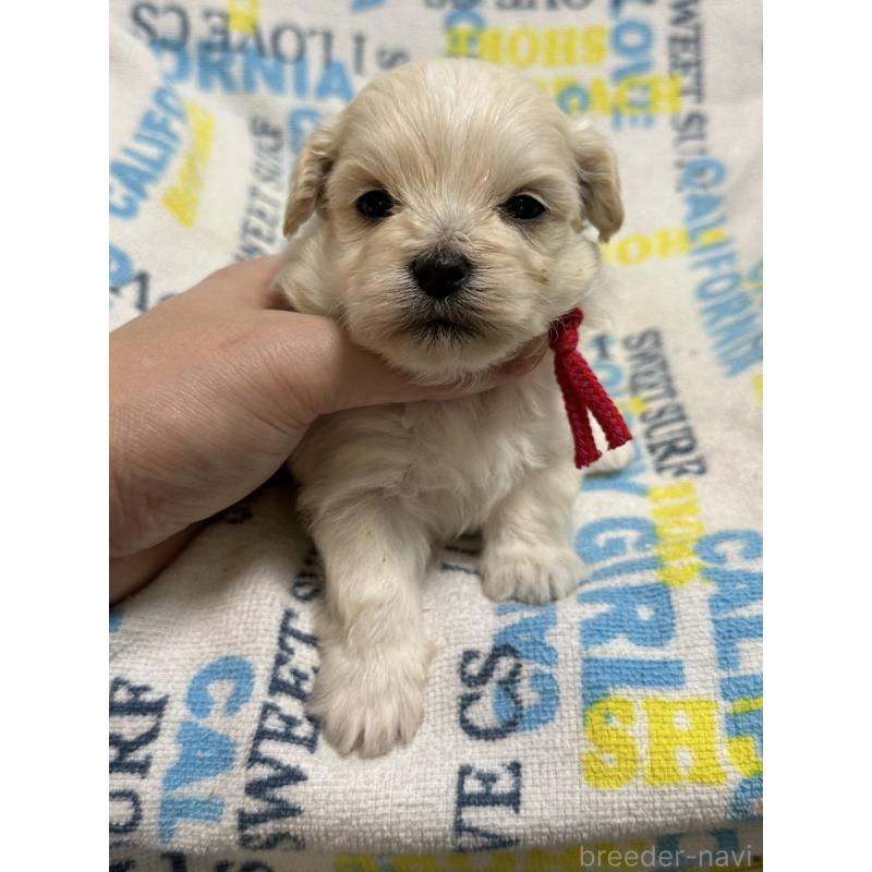 販売中の岡山県のマルプー:マルチーズ×トイプードル-443767