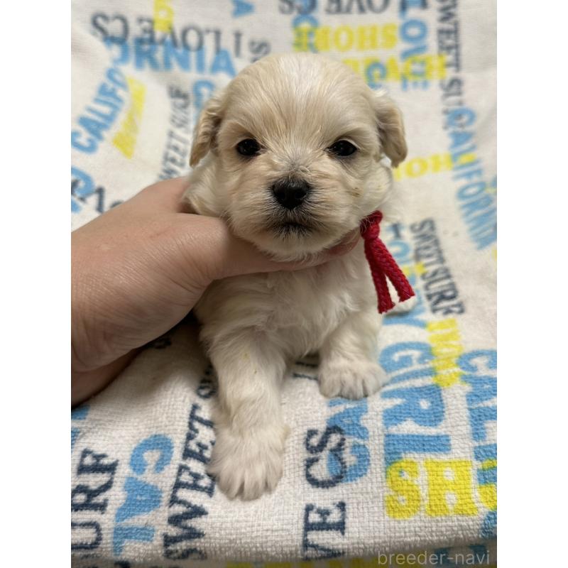 販売中の岡山県のマルプー:マルチーズ×トイプードル-443767の6枚目
