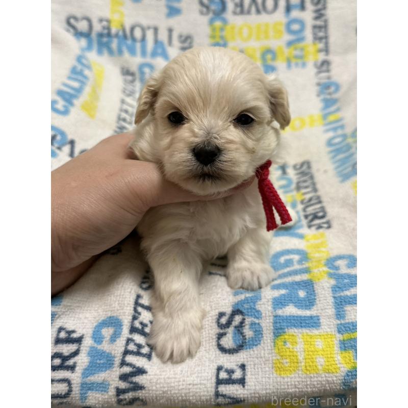 販売中の岡山県のマルプー:マルチーズ×トイプードル-443767の4枚目