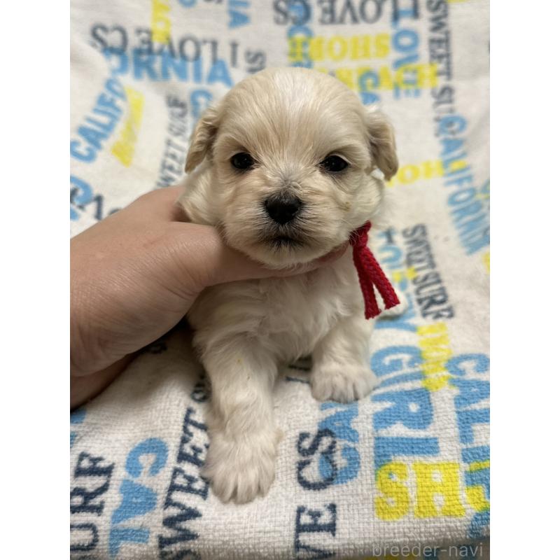 販売中の岡山県のマルプー:マルチーズ×トイプードル-443767の3枚目