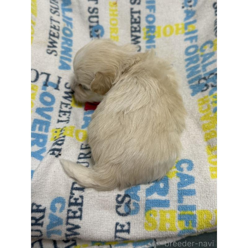 販売中の岡山県のマルプー:マルチーズ×トイプードル-443767の2枚目