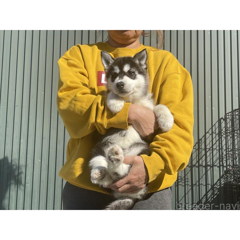 販売中の岐阜県のシベリアンハスキー-443769の6枚目