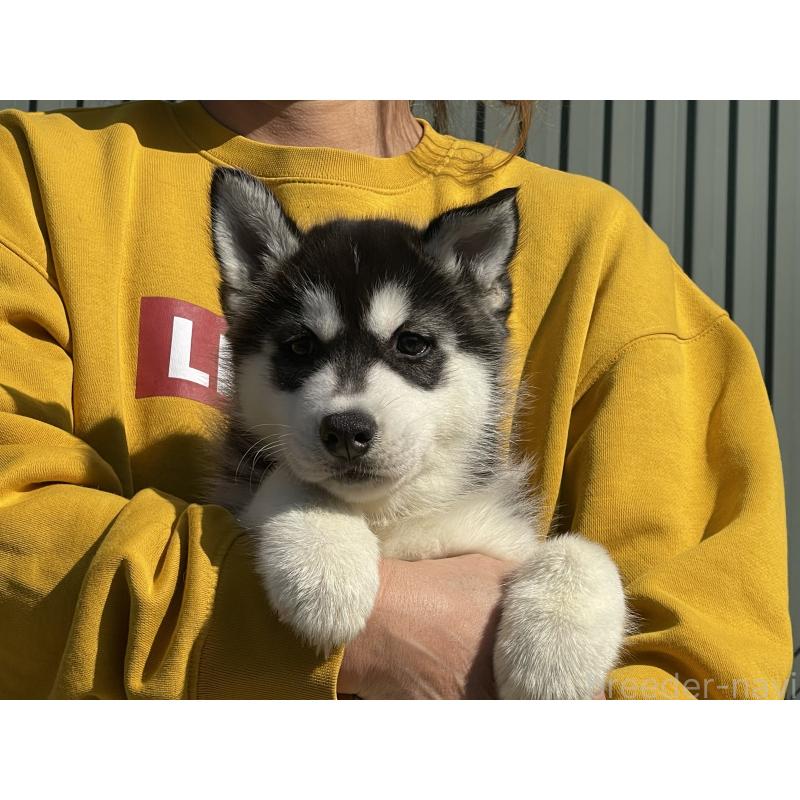 販売中の岐阜県のシベリアンハスキー-443769